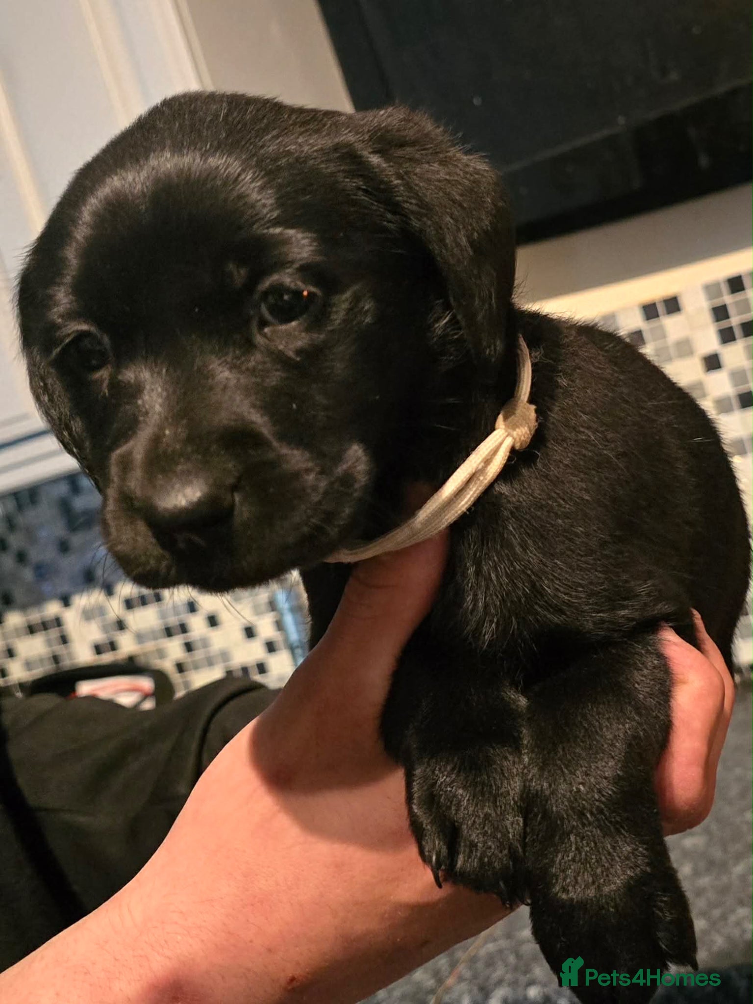 Labrador Retriever dogs Stunning Labrador puppies  - Advert 1