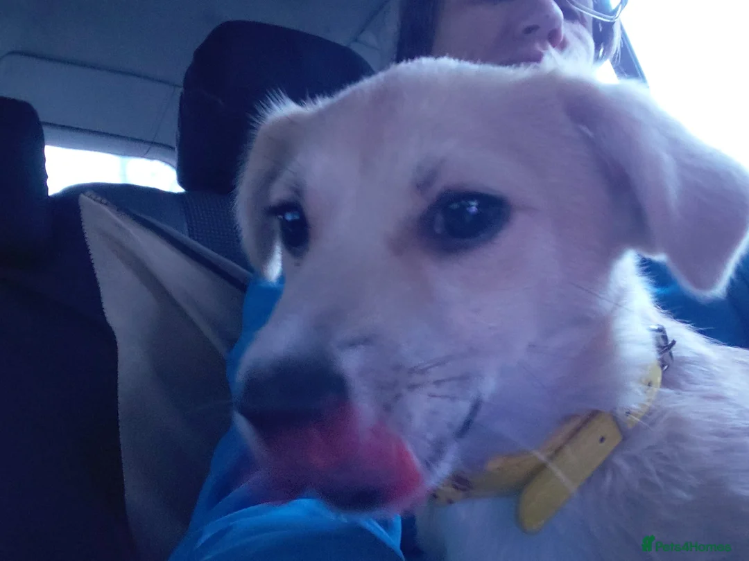 Mixed Breed dogs for adoption: 🌸Little HARA🌸- gentle, grateful and full of love - Advert 15