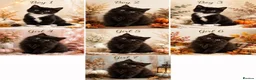 British Longhair cats for sale: British longhair X Kittens  - Advert 4