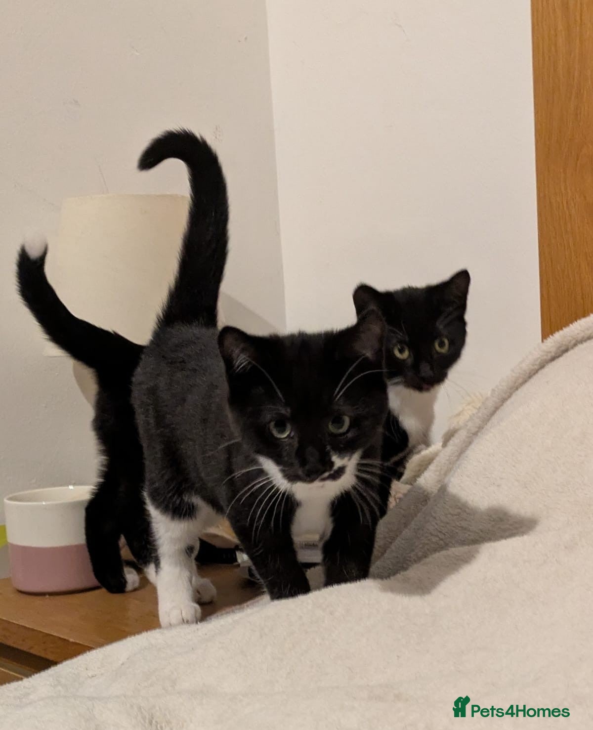 Mixed Breed cats 4 month old kittens looking for new homes 🐾🐾 - Advert 23