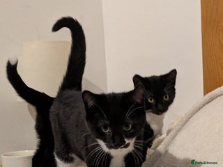 Mixed Breed cats 4 month old kittens looking for new homes 🐾🐾 - Advert 10