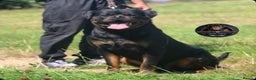 Rottweiler dogs for sale: Top Kc Registered Rottweiler Female Puppies - Advert 4