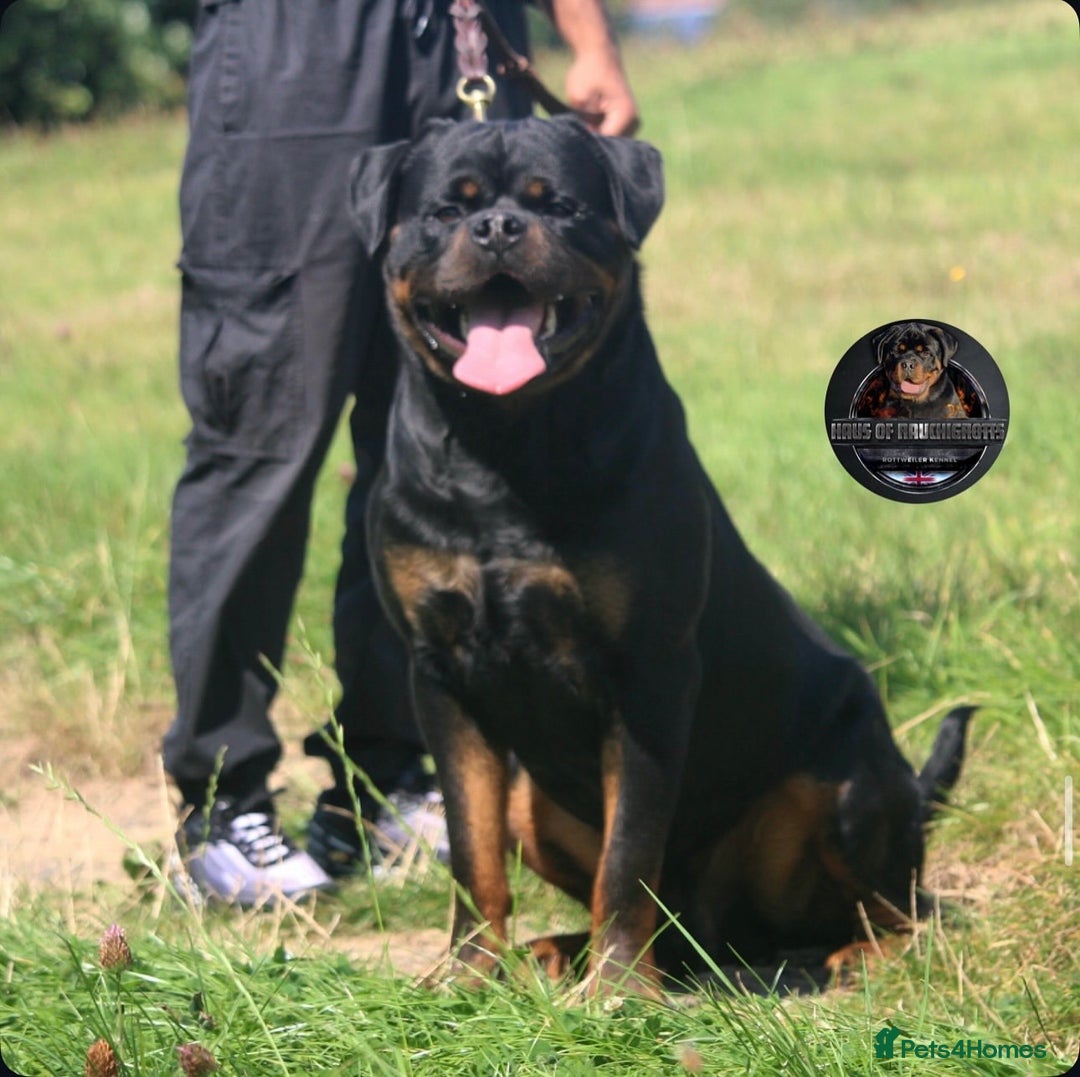 Rottweiler dogs for sale: Top Kc Registered Rottweiler Female Puppies - Advert 4