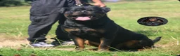Rottweiler dogs for sale: Top Kc Registered Rottweiler Female Puppies - Advert 11