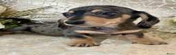 Miniature Dachshund dogs for sale: KC Smooth Coat Miniature Dachshunds - Advert 20