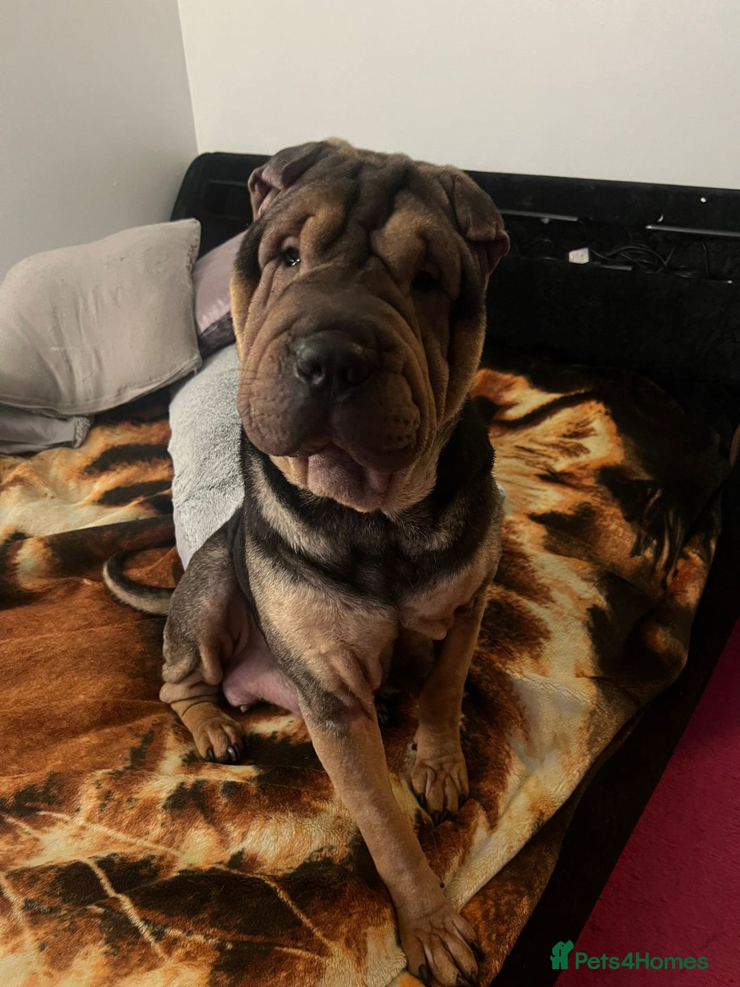 Shar Pei dogs for sale: Shar Pei Puppies 4 sale - Advert 1