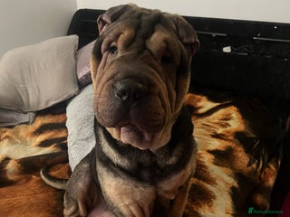 Shar Pei dogs Shar Pei Puppies 4 sale - Advert 2