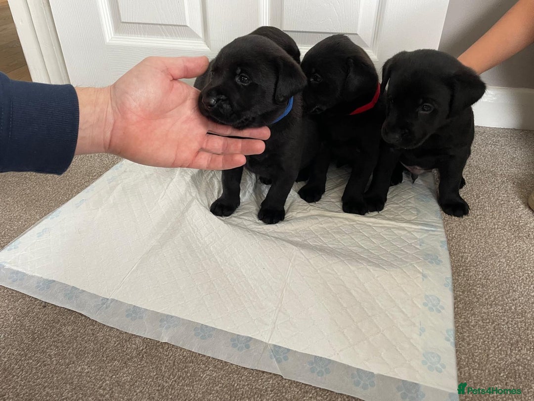 Labrador Retriever dogs for sale: Black Labrador Puppies - Advert 3