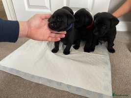 Labrador Retriever dogs Black Labrador Puppies pet/working - Advert 2