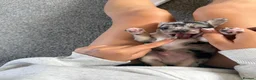 Chihuahua dogs for sale: Chihuahua puppies - Advert 2
