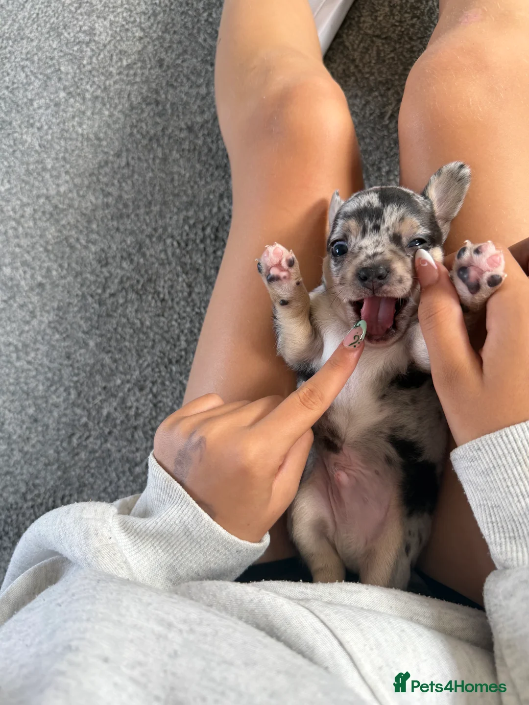 Chihuahua dogs for sale: Chihuahua puppies - Advert 2