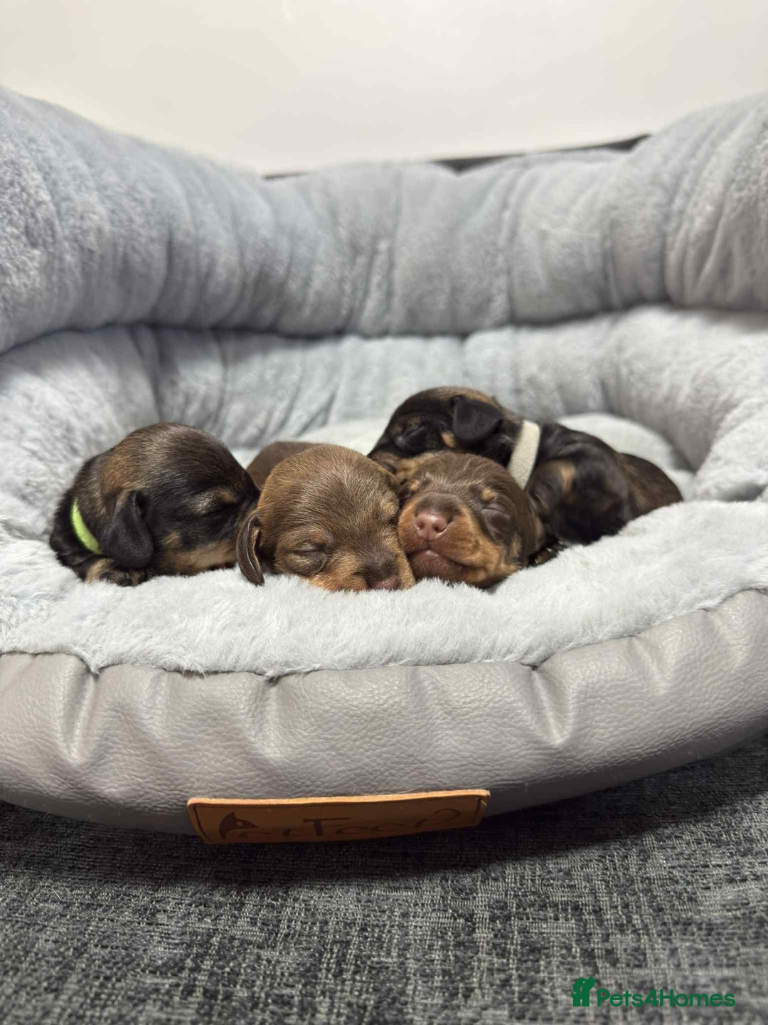 Miniature Dachshund dogs for sale: Wire haired puppies! Boys and girls - Advert 5