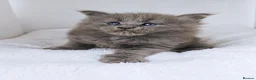 Maine Coon cats for sale: DNA health tested blue maine coon kittens - Advert 4