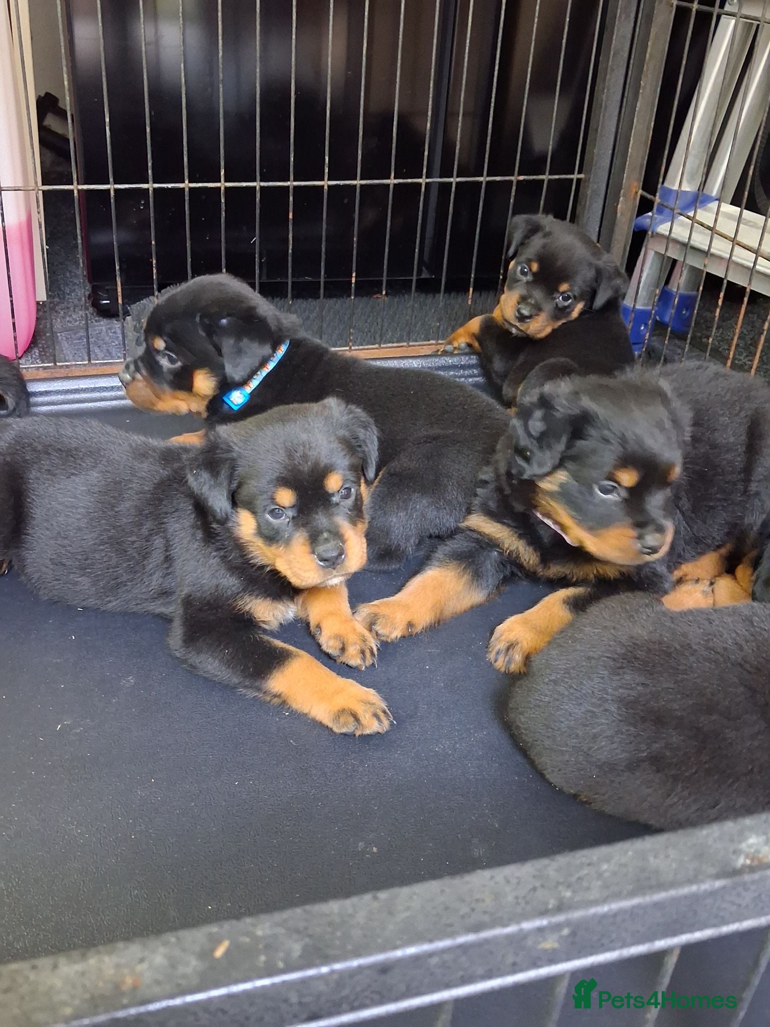 Rottweiler dogs Rottwiler puppies - Advert 2