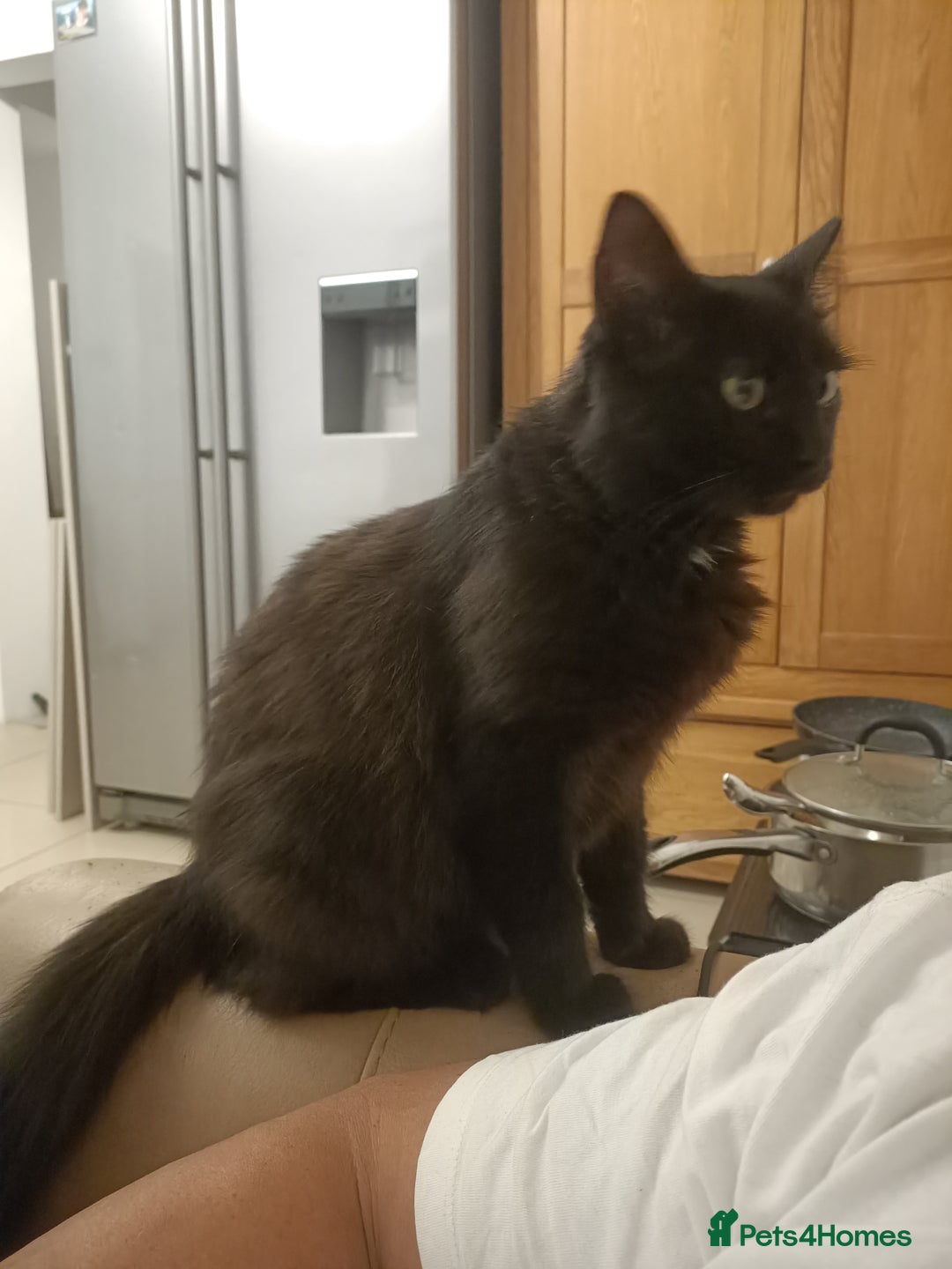 Mixed Breed cats for sale: 4 years old Female  - Image 1