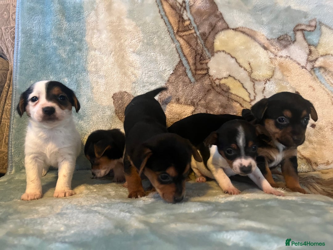 Jack Russell dogs for sale: 6 stunning jackruseel puppues - Advert 4