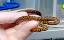 Python Snake reptiles for sale: Spotted Python's Males and Females  - Image 3
