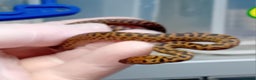 Python Snake reptiles for sale: Spotted Pythons Het Granite Males - Advert 3