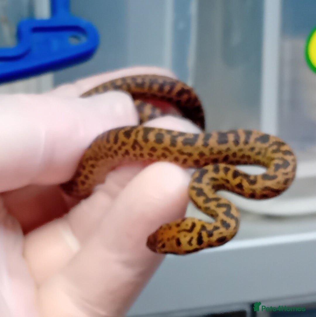 Python Snake reptiles for sale: Spotted Python's Males and Females  - Image 3