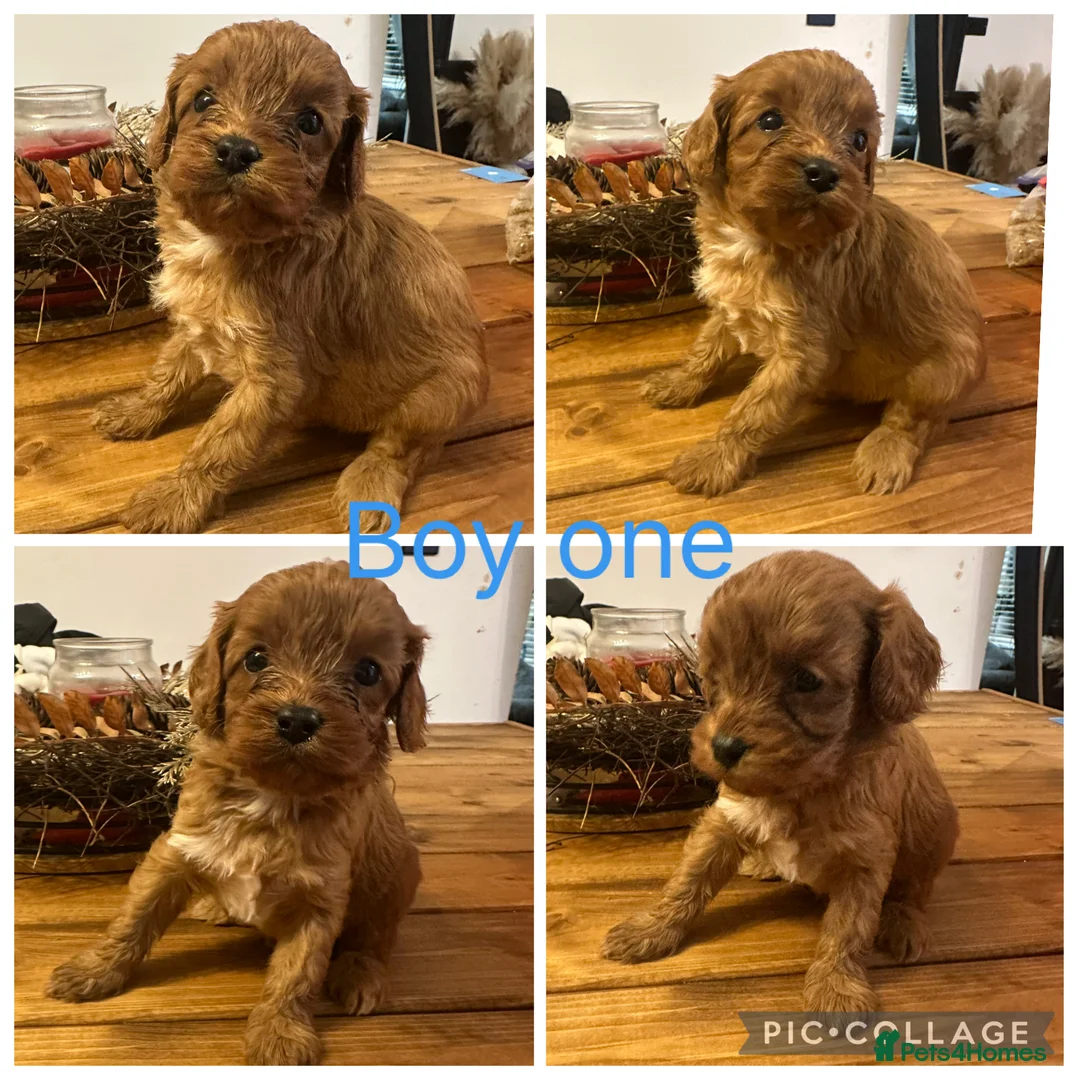 Cavapoo dogs for sale: ** DNA 🧬 CLEAR RED CAVAPOO PUPPIES ** - Advert 13