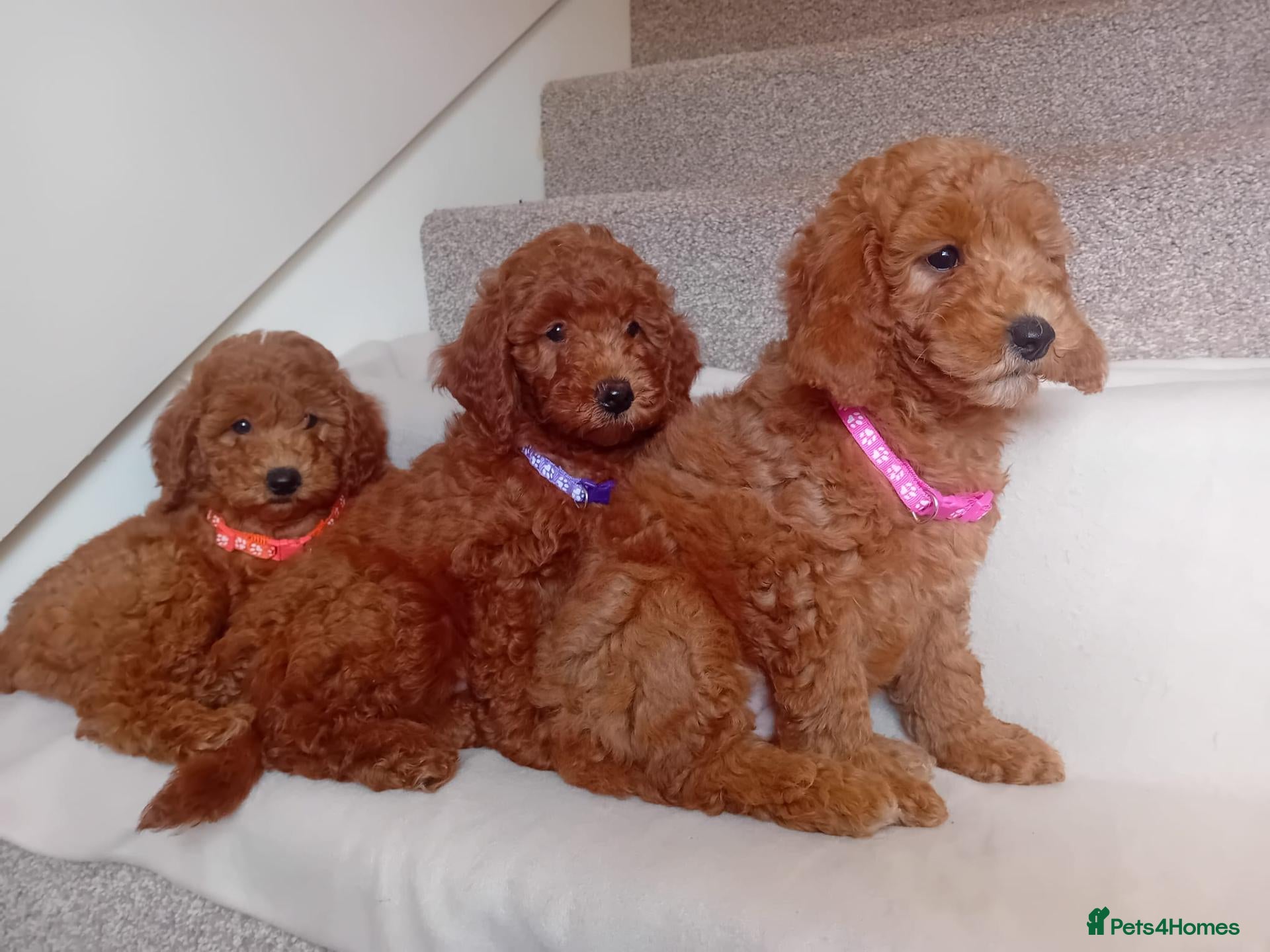 Goldendoodle dogs Stunning Goldendoodle Puppies - Advert 1