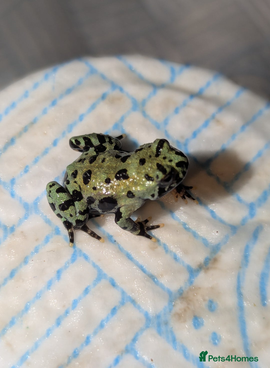 Frog reptiles for sale: Oriental fire-bellied toad (Bombina orientalis - Advert 5