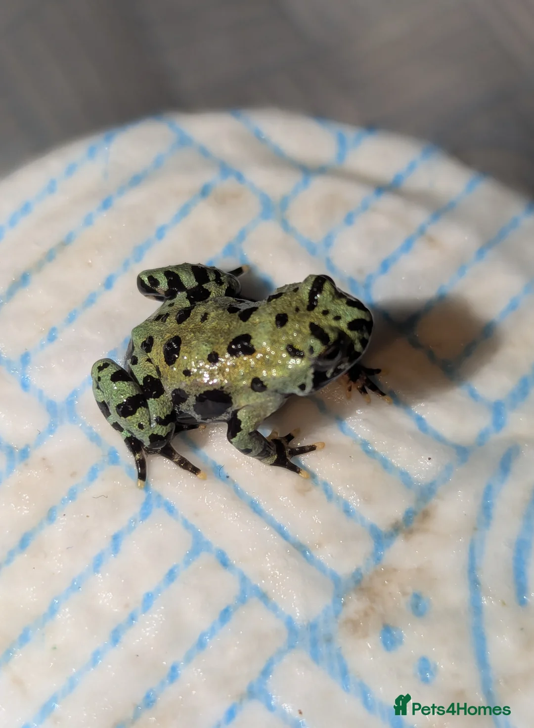 Frog reptiles for sale: Oriental fire-bellied toad (Bombina orientalis - Advert 5