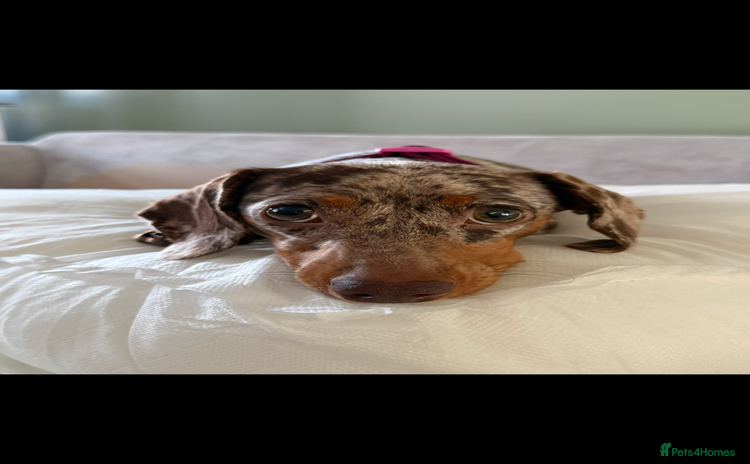 Miniature Dachshund dogs - Advert 4