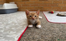 Mixed Breed cats for sale: Cute Kittens for Sale - Ginger, Grey and Black - Image 5