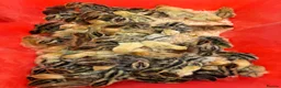 Quail poultry for sale: Celadon Quail hatching eggs x12 - Advert 11