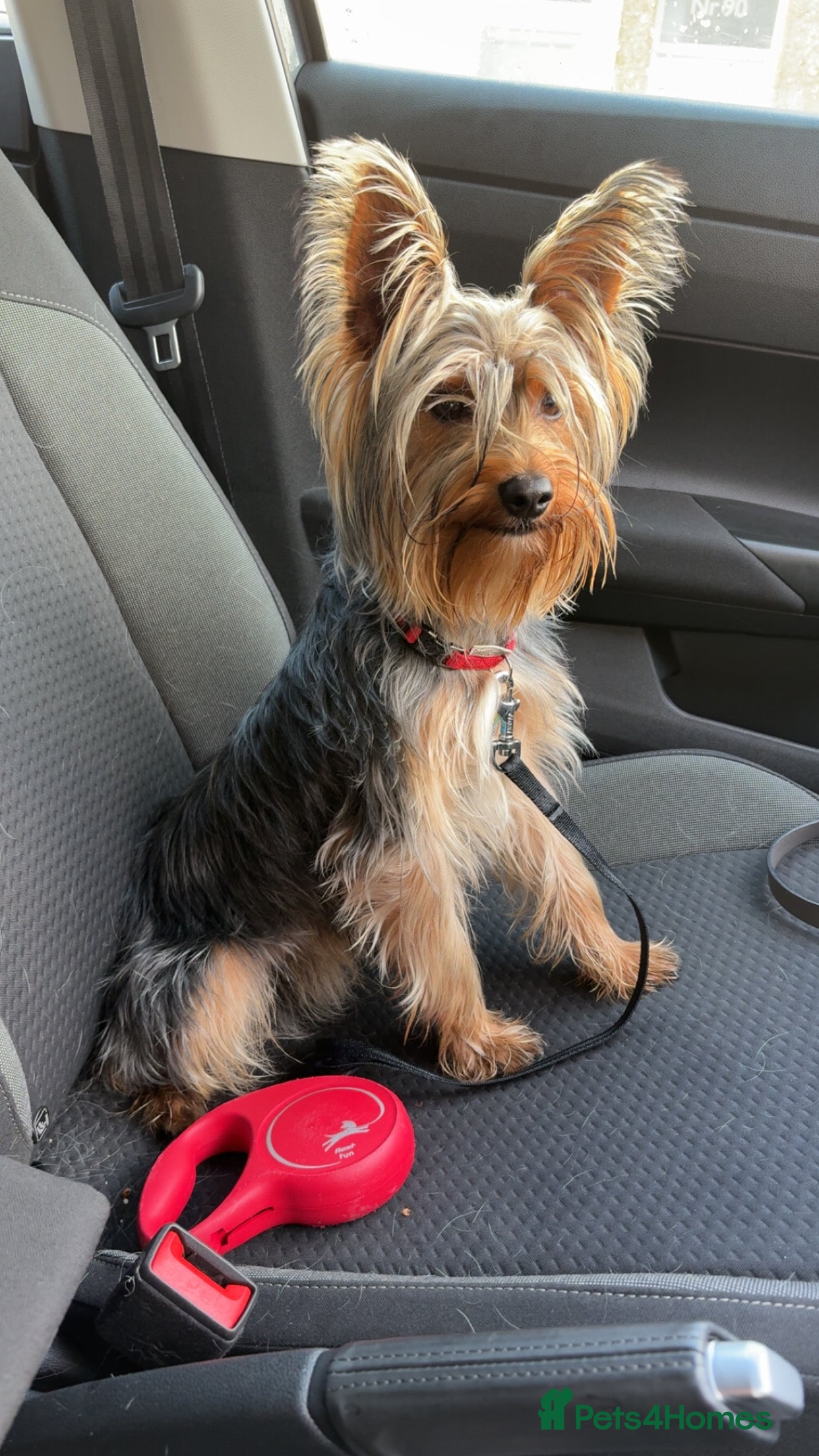 Yorkshire Terrier dogs For STUD - Advert 7