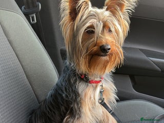 Yorkshire Terrier dogs For STUD - Advert 1