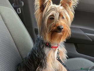 Yorkshire Terrier dogs For STUD - Advert 1