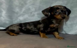 Mixed Breed dogs for sale: Daxijack Puppies Available ❤️💙 - Image 4