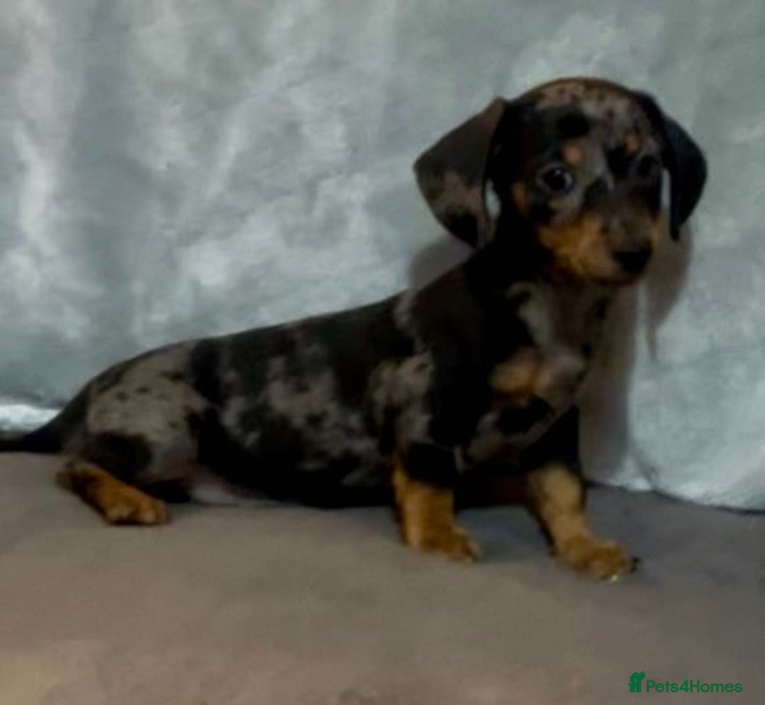 Mixed Breed dogs for sale: Daxijack Puppies Available ❤️💙 - Image 4