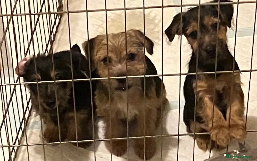 Jack Russell dogs for sale: Happy Family bred hooligans - Advert 5