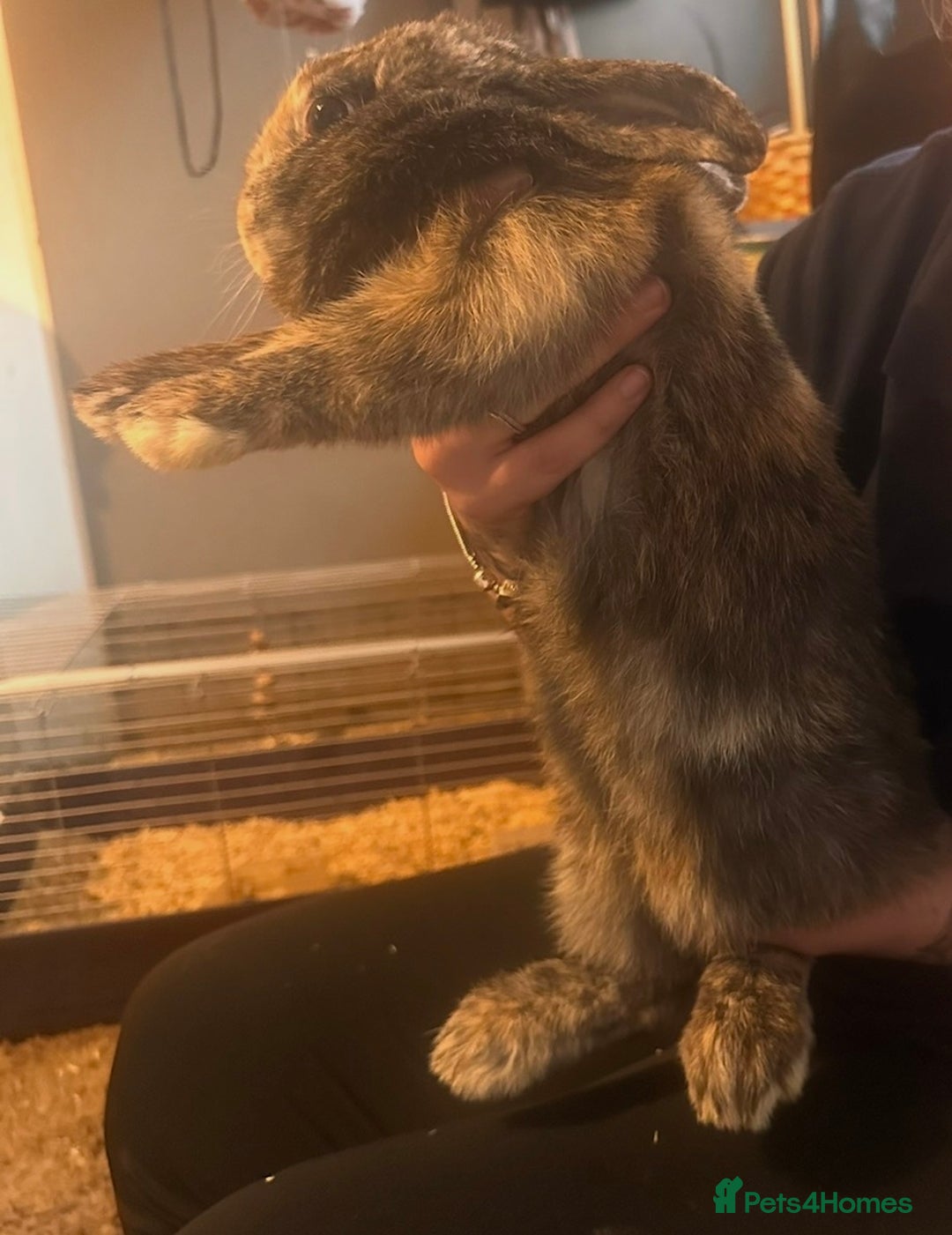 Mixed Breed rabbits for sale: Two Bunnies  - Advert 3