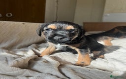 Border Terrier dogs for sale: Border Terrier Puppies - Ready now 🐾  - Image 11