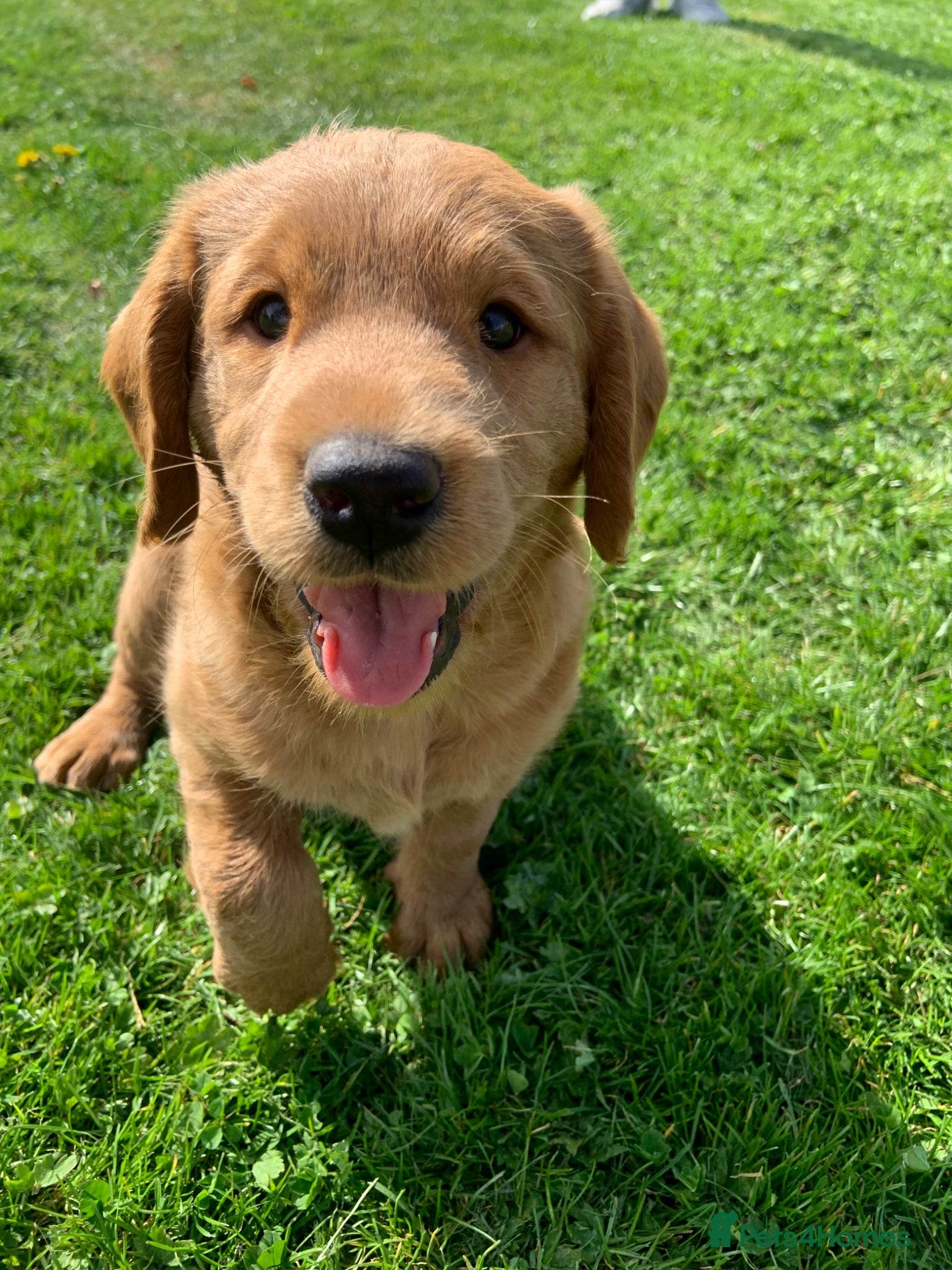 Labradoodle dogs Gorgeous male available  - Advert 2
