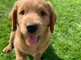 Labradoodle dogs Gorgeous male available - Advert 1