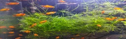 Mollies fish for sale: Platies and Guppies all babies ready to go - Advert 3