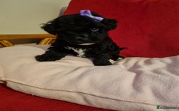 Bichon Frise dogs for sale: 2 Bichon puppies for sale  - Image 16