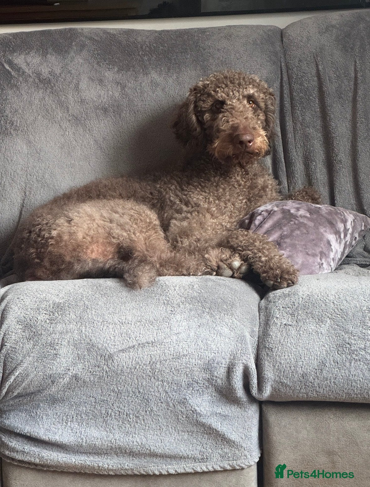 Labradoodle dogs Labradoodle for Stud - Advert 2
