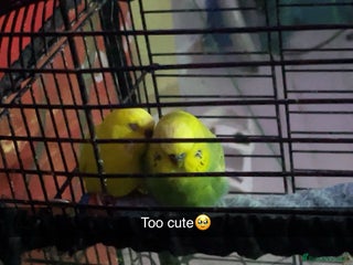 Budgerigars birds 2 beautiful buggies for sale - Advert 1