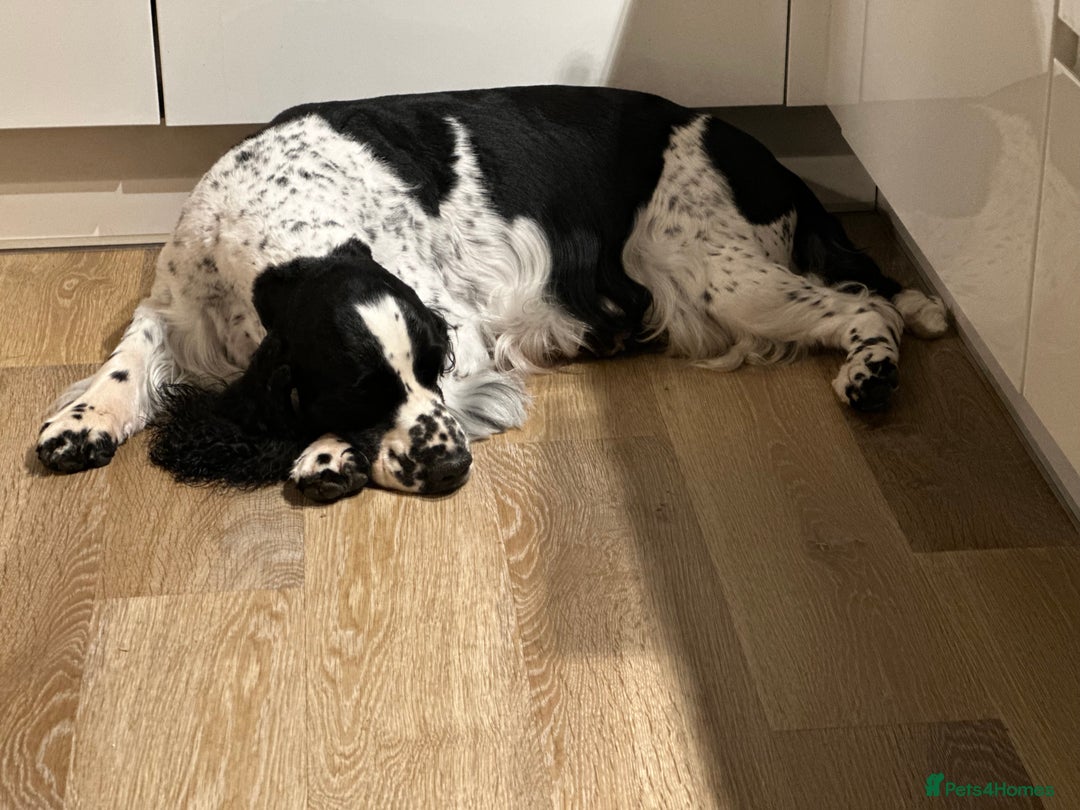 English Springer Spaniel dogs for sale: Show Bred English Springer 7 years old - Image 5