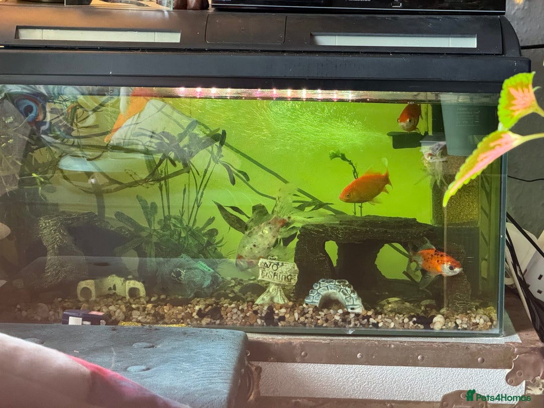 Fancy Goldfish fish for sale: Full cold aquarium setup  in Swansea - Image 2