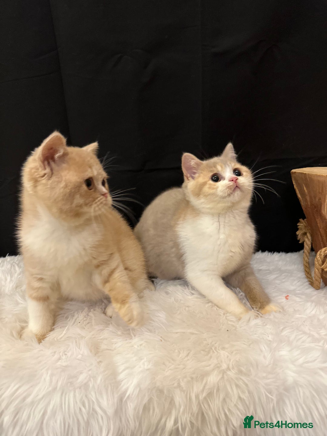 British Shorthair cats for sale: READY NOW - Full Pedigree Registered BSH kittens  - Advert 14