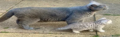 British Shorthair Kitten 2