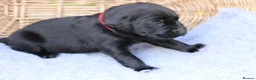 Labrador Retriever dogs for sale: Working and Family  - Advert 4
