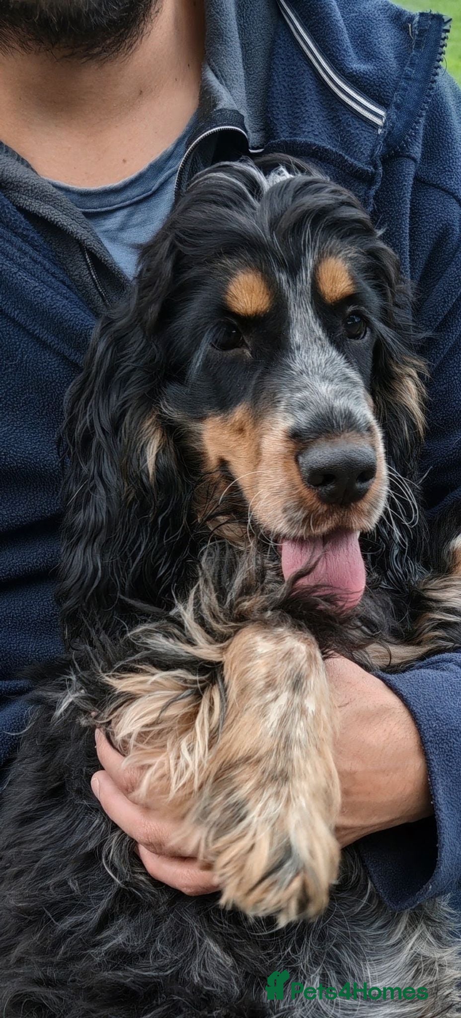 Cocker Spaniel dogs Last boy Show Cocker Spaniel,  ready now  - Advert 2